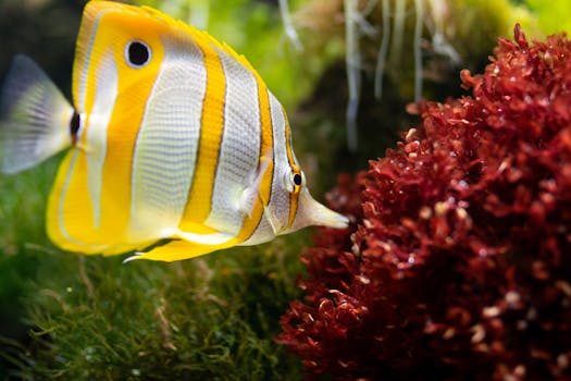 Butterfly fish exploring red coral in a lush underwater world, showcasing marine life beauty.