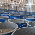 استخر شیلات دایره ای شکل شرکت آبازین